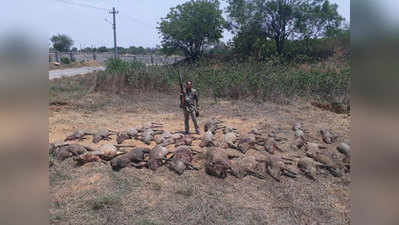 हैदराबादः डूंडीगल एयरफोर्स अकैडमी में चला 16 घंटे ऑपरेशन, मारे गए 50 जंगली सुअर