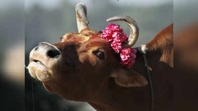 व्यापाऱ्याची गायीविरुद्ध तक्रार; पोलीस चक्रावले