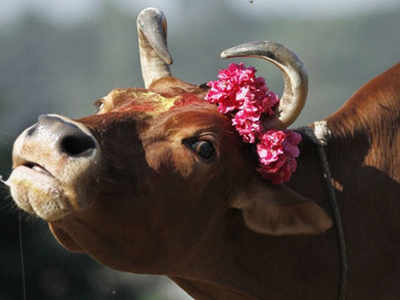 व्यापाऱ्याची गायीविरुद्ध तक्रार; पोलीस चक्रावले