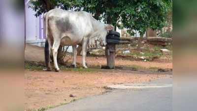 ಹಸುವಿನ ಮೇಲೆಯೇ ಪೊಲೀಸರಿಗೆ ದೂರು