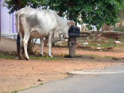 ಹಸುವಿನ ಮೇಲೆಯೇ ಪೊಲೀಸರಿಗೆ ದೂರು