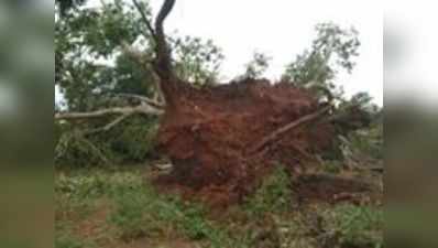 ವಾಯು, ವರುಣನ ಅಬ್ಬರಕ್ಕೆ ನಲುಗಿದ ಕೆ.ಆರ್‌.ಪೇಟೆ