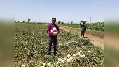 गुजरात: खरबूजे की फसल से किसान ने 70 दिन में कमाए ₹21 लाख