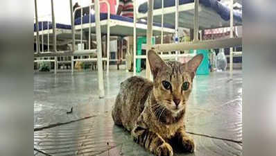 चेन्नै: कठघरे में वर्ल्ड क्लास हॉस्पिटल, बिल्लियों से बेड-ब्रेकफस्ट शेयर करते मरीज