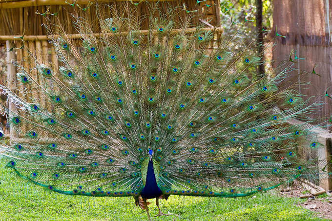 Peacock