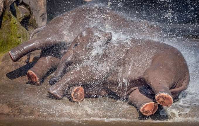 Elephant Bath