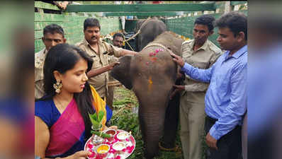 कर्नाटक से दुधवा की सरजमीं पर पहुंचा हाथियों का दल, 9 ट्रकों में आए 10 हाथी