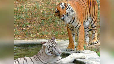 दिल्ली के चिड़ियाघर में 27 साल बाद हुआ सफेद बाघिन से शाही बंगाल बाघ का मिलन