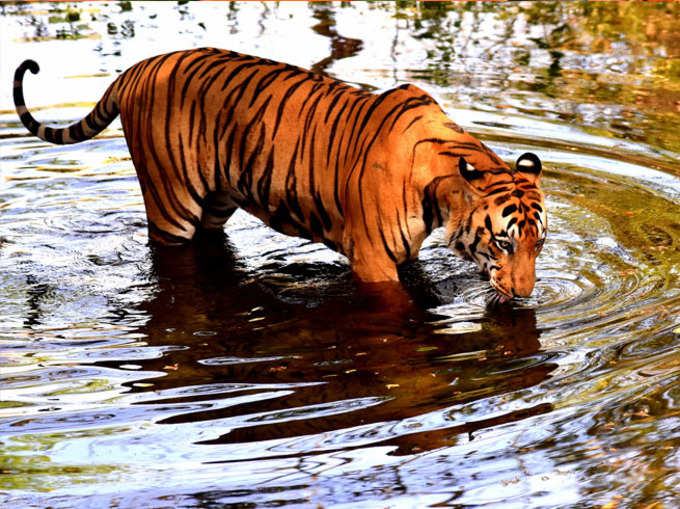 बाघ ने ढूंढा पानी में नया ठिकाना
