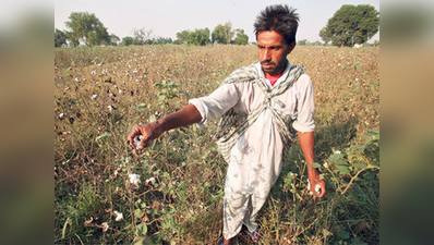 कपास किसानों को 3,400 करोड़ रुपये की मदद देगी सरकार