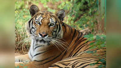 उत्तराखंड: संदिग्ध अवस्था में बरामद हुआ बाघ का शव, जांच जारी