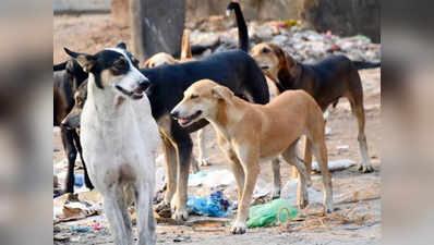 सीतापुर में कुत्तों का खौफ: दो और बच्चों पर हमला, सीएम पहुंचेंगे