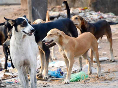 सीतापुर में कुत्तों का खौफ: दो और बच्चों पर हमला, सीएम पहुंचेंगे