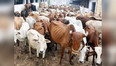 गुजरात: जूनागढ़ में गौशाले से रहस्यमयी ढंग से गायब हो गईं 600 गायें!