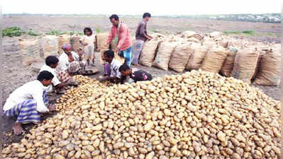 Potato Price : এখনই কমছে না আলুর  দাম, উল্টে বাড়তে পারে