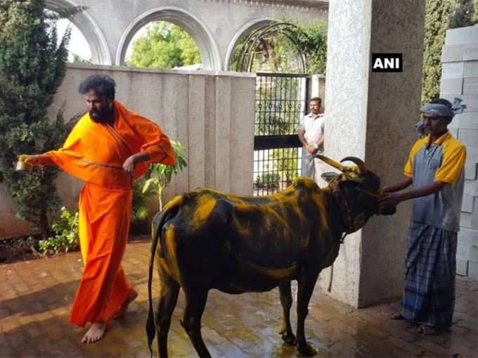 बीजेपी उम्मीदवार बी श्रीरामुलु ने वोट डालने से पहले गाय की पूजा की।