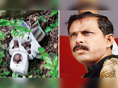 Panchayat Election 2018: বাগানের খড়, ডালপালার আড়ালে শয়ে শয়ে বোমা