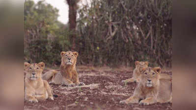 अद्भुत: शेर ने शेरनी की मौत के बाद मां बनकर तीन शावकों को पाला