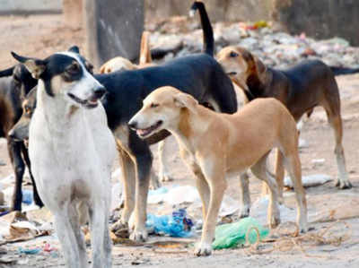 उत्तर प्रदेश: कुत्तों के हमले से एक और बच्ची की मौत, विपक्ष ने सरकार को घेरा