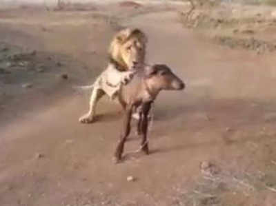 गुजरात: शेर के सामने जिंदा जानवर रखने का विडियो वायरल