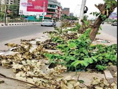 விளம்பர பேனர் சரியாக தெரியாததால், 24 அரிய வகை மரங்களை வெட்டி சாய்த்த நிர்வாகம்!