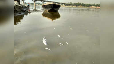 यूपी के कई जिलों में गंगा का पानी हुआ विषैला, हजारों क्विंटल मछलियां मरीं