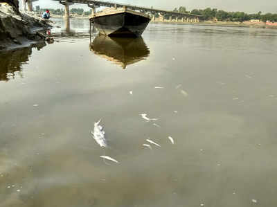 यूपी के कई जिलों में गंगा का पानी हुआ विषैला, हजारों क्विंटल मछलियां मरीं