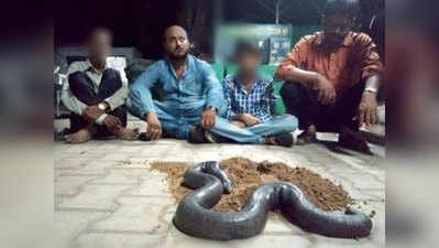 बडोदराः 60 लाख रुपये में बेच रहे थे दोमुंहा सांप, गिरफ्तार