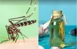 नैशनल डेंगू डे: घर पर ऐसे बनाएं मच्‍छर मारने की दवा