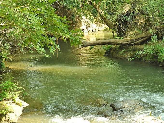 மனதை மயக்கும் மசினகுடி வனவிலங்கு சரணாலயம்!