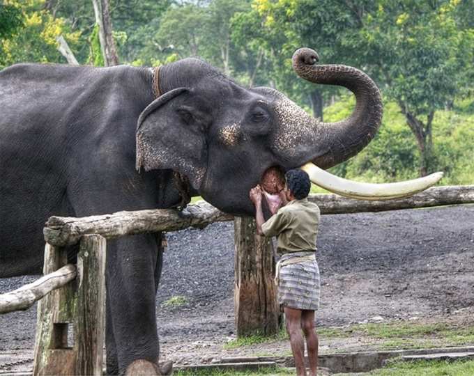 மனதை மயக்கும் மசினகுடி வனவிலங்கு சரணாலயம்!