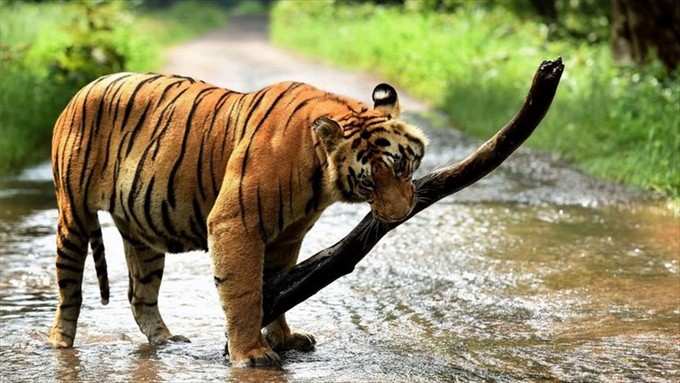 மனதை மயக்கும் மசினகுடி வனவிலங்கு சரணாலயம்!