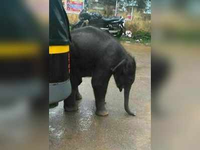 നിങ്ങളറിഞ്ഞോ, ആ കുട്ടിയാനയുടെ ഇനിയുള്ള ജീവിതം ചങ്ങലയിലാണ്!