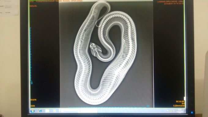snake x ray 2