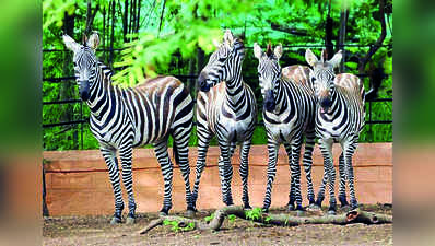 ಮೈಸೂರು ಮೃಗಾಲಯಕ್ಕೆ ಶೀಘ್ರ ಇಸ್ರೇಲ್ ಜೀಬ್ರಾ