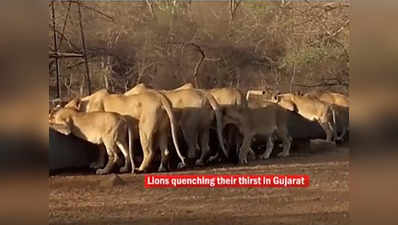 देखें विडियो: गर्मी से बेहाल जंगल के जानवर, एक साथ प्यास बुझाते दिखे 11 शेर