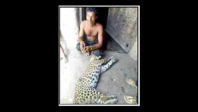 उदयपुर में तेंदुए का शिकार, राजस्थान में 17 पर पहुंचा इस साल मारे गए तेंदुओं का आंकड़ा