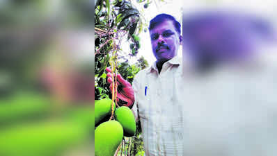 ಮಾವಿನ ತೋಟದ ಬದುಕಿನಲ್ಲಿ ನೆಮ್ಮದಿ