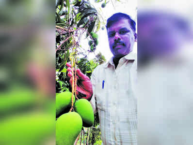 ಮಾವಿನ ತೋಟದ ಬದುಕಿನಲ್ಲಿ ನೆಮ್ಮದಿ