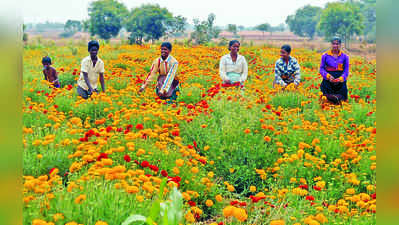 ನಿಂಗಪ್ಪನ ಮುಖದಲ್ಲಿ ಹೂ ನಗೆ