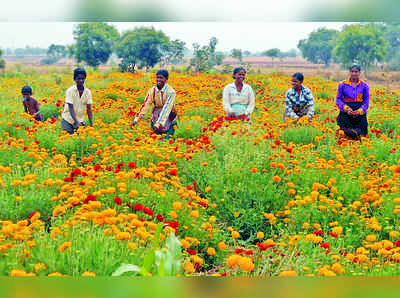 ನಿಂಗಪ್ಪನ ಮುಖದಲ್ಲಿ ಹೂ ನಗೆ