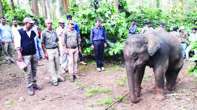 ಗುಂಡೇಟಿನಿಂದ ಗಾಯ: ಕಾಡಾನೆ ಮರಿ ರಕ್ಷಣೆ