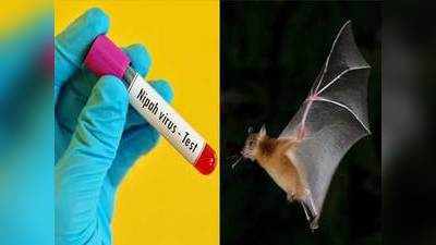 Nipah Virus: वटवाघळांपासून लांब राहा!