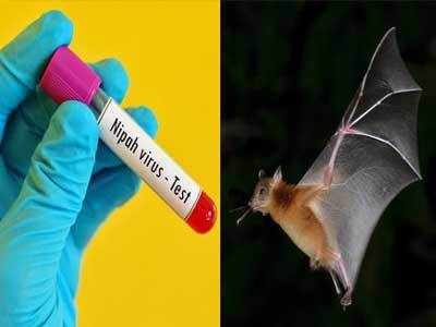 Nipah Virus: वटवाघळांपासून लांब राहा!