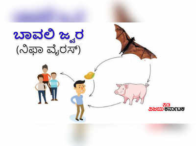 Nipah Virus: ಏನಿದು ಬಾವಲಿ ಜ್ವರ? ಇಲ್ಲಿದೆ ಕಂಪ್ಲೀಟ್‌ ಡೀಟೈಲ್ಸ್‌