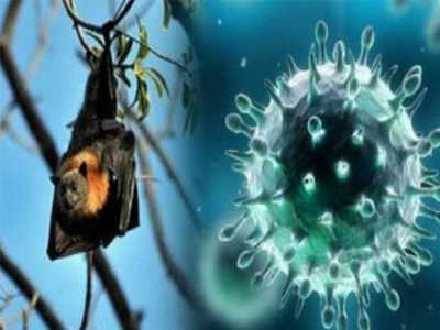 Nipah Virus: निपाहची लक्षणे आणि प्रथमोपचार