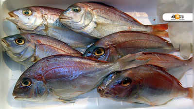 Rotten Fish And Meat: এবার মাছেও আতঙ্ক! বজবজে উদ্ধার ৭০ কেজি পচা মাছ-মাংস