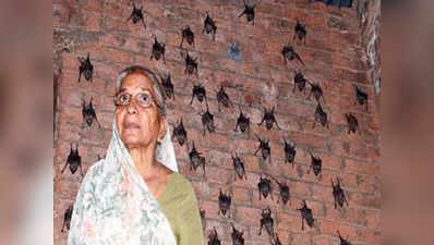 गुजरात: 400 चमगादड़ के साथ रहने वाली इस बैट वुमन को नहीं है निपाह का डर
