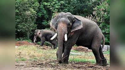 छत्तीसगढ़ः हाथी ने बुजुर्ग को कुचलकर मारा