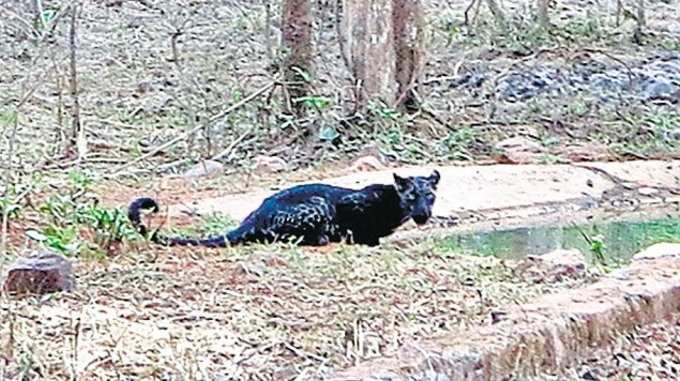 Tadoba